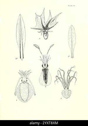 Handbuch der neuseeländischen Mollusca, Wellington, N. Z, J. Mackay, govt. Drucker, 1913-1915 Neuseeländische Weichtiere Sepioteuthis lessoniana Tremoctopus violaceus Sepioteuthis bilineata Pinnocytocrudiformis NZ Species, Eine Sammlung botanischer Illustrationen, die verschiedene Pflanzenexemplare zeigen. Jede Abbildung zeigt komplizierte Details Stockfoto