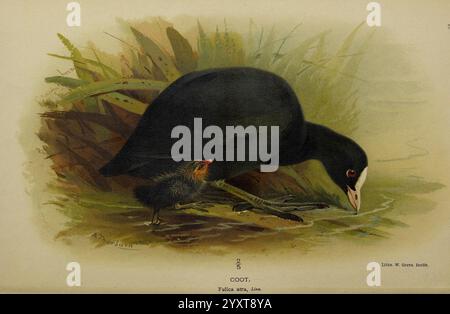 Farbige Figuren der Vögel der Britischen Inseln, herausgegeben von Lord Lilford. London, R. H. Porter, 1885-1897, Eurasian coot, Fulica atra, Birds, Großbritannien, Bildwerke, Museum of Comparative Zoology, Archibald Thorburn, Ornithologie, Eurasischer Hahn, Ein Hähnchen steht prominent und zeigt sein markantes dunkles Gefieder und charakteristische weiße Segel. Der Vogel befindet sich neben einem Nest und hebt ein kleines, flauschiges Küken hervor, das dicht unter seinem Schutzflügel liegt. Um den Hahn herum gibt es üppig grüne Schilfe und Gräser, die einen ruhigen natürlichen Lebensraum schaffen. Die Szene fängt eine zärtliche Mama ein Stockfoto
