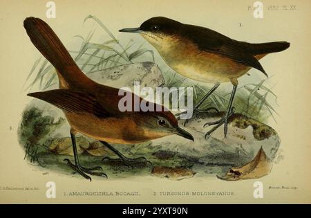 Tagungsband der Zoological Society of London London Academic Press etc Zeitschriften Zoologie Vögel, zwei braune Vögel sind dargestellt, die auf einer felsigen Oberfläche stehen, umgeben von zarter Vegetation. Jeder Vogel zeigt ein reichhaltiges, detailliertes Gefieder mit subtilen Farbvariationen, die ihre natürliche Schönheit betonen. Die Szene fängt sie in einem Moment der Neugier ein, während sie scheinbar ihre Umgebung erkunden. Komplizierte Details in ihren Federn und die Textur der Felsen verstärken die gesamte Lebendigkeit der Komposition und betonen die Eleganz dieser Vogeltiere in ihrem natürlichen Lebensraum. Stockfoto