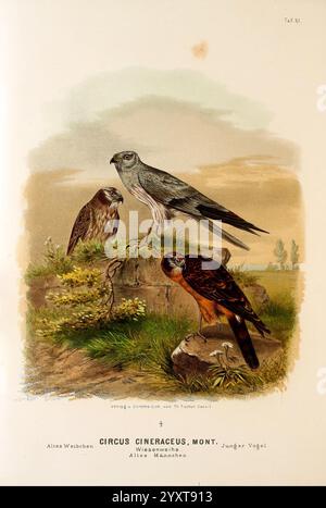 Die, Raubvögel, Deutschlands, und, des, angrenzenden, Mitteleuropas, Cassel, [Deutschland], Verlag, von, Theodor Fischer, 1876, Deutschland, Raubvögel, Falknerei, Europa, Osten, Zirkus, Pygargus, Montagu's harrier, die Szene zeigt drei Vögel auf einem Felsvorsprung in einer ruhigen Landschaft. Im Vordergrund zeigt ein kleiner, lebendiger Vogel ein reiches Gefieder, während ein größerer Vogel hoch mit einem schlanken Profil steht und seine beeindruckende Flügelspannweite zeigt. Ein dritter, schlankerer Vogel nimmt die linke Seite ein, mit subtilen Markierungen und einem seltsamen Verhalten. Der Hintergrund zeigt sanfte Hügellandschaften und Stockfoto