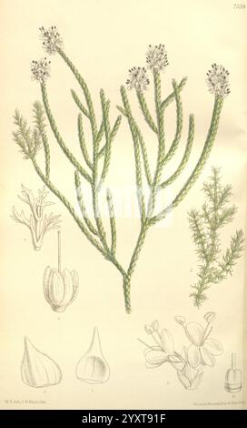 Curtis' botanisches Magazin, London, New York, botanische Illustration, Botanik, Zeitschriften, Bildwerke, Zierpflanzen, Matilda Smith, NZ-Arten, Veronica lycopodioides, Neuseeland, Whipcord Hebe, Women in Science, Matilda Smith, die Illustration zeigt eine botanische Studie mit einer Pflanze mit schlanken, verzweigten Stämmen, die mit kleinen, zarten Blüten an den Spitzen verziert sind. Um die Hauptpflanze herum befinden sich detaillierte Zeichnungen verschiedener Teile, einschließlich Knospen und Blüten, die die komplizierten Strukturen jedes einzelnen Teils hervorheben. Die Blätter sind fein und nadelförmig, was zur Gesamtheit der Delikatesse beiträgt Stockfoto