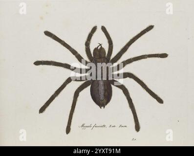 Monographia Aranearum, Monographie der Spinnen, Nürnberg, Lechner, 182, Museen victoria, Spinnen, Spinnen, Spinnen, Arachnida, Poecilotheria fasciata, Mygale fasciata, Sri Lanka ornamental, Araneae, Taxonomie: Family= Theraphosidae, Arthropoden, Tarantel, Eine detaillierte Darstellung einer Spinne, die ihre eigene Anatomie zeigt. Die Kreatur ist mit einem robusten Körper und langen, paarigen Beinen dargestellt, die sich nach außen erstrecken. Das Gehäuse hat eine glatte, ovale Form mit dezenter Schattierung, um seine Struktur hervorzuheben. Die Beine sind gestreckt und segmentiert, was die Beweglichkeit der Spinne unterstreicht. Text entlang der unteren Bezugshinweise Stockfoto