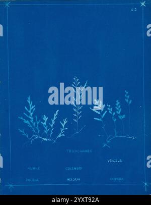 Neuseeland Farne Auckland, Neuseeland, Dobbie, H. B, 1880, Botanik, Botanik-Bildwerke, Farne, Neuseeland, Farne Neuseeland Bildwerke, Naturdrucke Neuseeland, Neuseeland, seltene Bücher des 19. Jahrhunderts, Auckland war Memorial Museum Tāmaki Paenga Hira, Eine Collage botanischer Illustrationen, die verschiedene Farnarten zeigen, die als Trichomane, Vensum und andere identifiziert wurden. Jede Pflanze ist akribisch mit detaillierten Blattstrukturen und Wurzelsystemen dargestellt, die eine klare Darstellung ihrer Morphologie bieten. Die Artennamen sind unter jeder Abbildung beschriftet, was den pädagogischen p verbessert Stockfoto