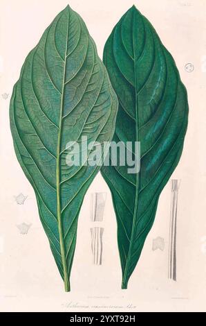 Icones Aroidearum Vindobonae 1857 araceae Bildwerke Aroids Anthurium crassinervium, Ein Paar großer, aufwändig detaillierter Blätter, die nebeneinander ausgestellt werden und ihre lebendige Textur und markante Aderung zeigen. Die Blätter weisen eine satte, tiefgrüne Färbung auf, die die Variationen in Form und Größe hervorhebt. Neben den Blättern sind kleinere Elemente der Pflanze abgebildet, darunter stilisierte Darstellungen von Blumen oder Blattmustern. Die Gesamtkomposition betont die botanischen Feinheiten und die natürliche Eleganz der Pflanze und lädt zu einer näheren Betrachtung ihrer fe ein Stockfoto