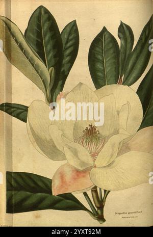 Das botanische Kabinett London John & Arthur Arch 1817-1833.jpg, Eine wunderschön illustrierte Darstellung einer Magnolia grandiflora, allgemein bekannt als die südliche Magnolie. Das Kunstwerk zeigt die große, cremeweiße Blume mit zarten, mehrschichtigen Blütenblättern, in der Mitte eine Reihe von auffälligen Staubblättern. Die Blüte wird von breiten, glänzend grünen Blättern umgeben, die die Eleganz der Blüte betonen. Die Komposition unterstreicht die natürliche Schönheit dieses blühenden Baumes, der für seine duftenden Blüten und sein markantes Laub geschätzt wird. Diese botanische Illustration zeigt beide komplizierte de Stockfoto