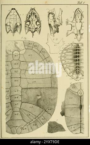 Handbuch der Petrefaktenkunde, Tübingen, H. Laupp, 1852, Fossils, Paläontologie, Museum of Comparative Zoology, die Illustration zeigt eine Reihe detaillierter anatomischer Diagramme, die mit einer Schildkröte zusammenhängen. Es enthält beschriftete Ansichten des Schädels und der Schale, die verschiedene strukturelle Elemente wie Panzerung, Plastron und verschiedene Skelettdetails hervorheben. Jedes Segment wird sorgfältig mit numerischen Beschriftungen identifiziert, die spezifische Merkmale und Komponenten der Anatomie der Schildkröte anzeigen und ein umfassendes Verständnis der biologischen Struktur vermitteln. Das Arrangement schlägt eine wissenschaftliche ca. Stockfoto