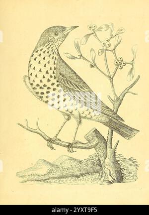 Harmonia ruralis oder ein Essay zu einer Naturgeschichte des britischen Lieds Birds London, gedruckt und verkauft vom Autor 1794-1796 Birds England nestet bildliche Werke, Eine detaillierte Illustration eines Vogels auf einem Zweig, gekennzeichnet durch sein charakteristisches gesprenkeltes Gefieder und seine elegante Haltung. Die Merkmale des Vogels, darunter ein spitzer Schnabel und ein waches Auge, deuten auf Neugier und Vitalität hin. In der Nähe ist ein kleiner Baum mit Mistelgruppen zu sehen, der der Komposition ein Element der natürlichen Landschaft verleiht. Im Hintergrund wird eine sanfte Landschaft mit sanften Hügeln subtil gerendert, die C Stockfoto