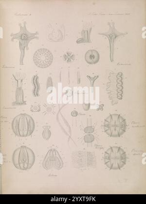 Icones zootomicae, Leipzig, W. Engelmann, 1857, Atlanten, Anatomie, vergleichend, eine komplexe Sammlung verschiedener mikroskopischer Organismen, die eine Vielzahl von Formen und Formen zeigen. Die Abbildung zeigt Details dieser Organismen, einschließlich sternförmiger, kreisförmiger und fadenförmiger Strukturen. Jede Abbildung ist nummeriert und beschriftet, was die Identifizierung und Untersuchung erleichtert. Dieses visuelle Array fängt die Schönheit und Komplexität mikroskopischer Lebensformen ein und lädt zu einer näheren Betrachtung der natürlichen Welt ein. Schnitte enthalten Organismen wie Radiolare, Foraminiferen und andere planktonische Einheiten, EM Stockfoto
