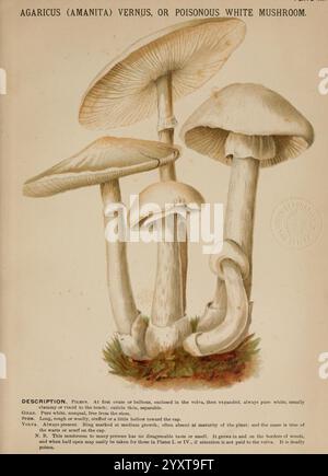 Pilze of America, Boston, L. Prang & Co, 1885, Pilze, Kochen, Pilze, Woods Hole, Eine detaillierte Abbildung zeigt die Amanita Verna, allgemein bekannt als der giftige weiße Pilz. Diese Darstellung zeigt mehrere Exemplare mit einer separaten Kappe, die weiß und leicht bauchig ist und in schlanke, weiße Stiele übergeht. Die Abbildung zeichnet sich durch ihre Kiemen aus, die frei vom Stiel sind und eng voneinander entfernt sind, und bietet botanische Details wie die Textur und Struktur des Pilzes. Dem Bild wird eine schriftliche Beschreibung beigefügt, in der die gefährlichen Eigenschaften und die hervorgehoben werden Stockfoto