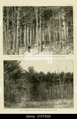 Die Holzkiefer im Süden der Vereinigten Staaten, Washington, Govt. Print, 1896, Pinus, Südstaaten, Holz, die Szene zeigt zwei unterschiedliche Ansichten auf ein bewaldetes Gebiet in New Hampshire, mit Schwerpunkt auf den Wachstumsphasen der Kiefern. Der obere Abschnitt zeigt einen Hain aus hoch aufragenden Kiefern, die jeweils ca. 51 Jahre alt sind und deren Höhe und robuste Stämme betonen, die ein dichtes Überdachungsdach bilden. Unten zeigt eine kontrastreiche Aussicht jüngere Pinien, etwa 20 Jahre alt, in einer offeneren Umgebung. Die jüngeren Bäume erscheinen kleiner und weniger entwickelt, was die Unterschiede in der gr Stockfoto