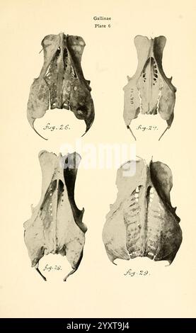 Osteologie der Vögel, 1909, Anatomie, Vögel, Knochen, Osteologie, Bonasa umbellus, Thaumalea picta, Phasianus colchicus, Pediocetes phasianellus columbianus, Gallinae zeigt dieses Display vier detaillierte anatomische Darstellungen der Schädel von Vögeln aus der Familie der Gallinae, die in einem Raster angeordnet sind. Jede Probe ist mit einer Zahl von 26 bis 29 gekennzeichnet. Die Abbildungen zeigen verschiedene strukturelle Merkmale, einschließlich der komplizierten Knochenformationen und inneren Hohlräume, die zum Atmungs- und Stimmsystem dieser Vogelarten beitragen. Die Etiketten deuten auf eine wissenschaftliche Studie hin Stockfoto