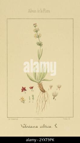 Album de la Flora medico-farmaceutica e Industrial, indigena y exotica Madrid, impr. De la Galeria literaria, 1862-64. Botanik, Wirtschaft, Heilpflanzen, Pictorial Works, The New York Botanical Garden, ist Alcedo. Die Abbildung zeigt eine detaillierte Darstellung von Valeriana celtica L., die seine markante Blütenstruktur mit zarten, kleinen Blüten in Gruppen zeigt. Die Blätter der Pflanze, gestreckt und lanzettförmig, entstehen aus einer kräftigen Basis, die ein sichtbares Wurzelsystem aufweist. Unterhalb der Hauptzeichnung sind kleinere botanische Skizzen verwandter Pflanzenformen und Blumen dargestellt, die zur Verfügung stellen Stockfoto
