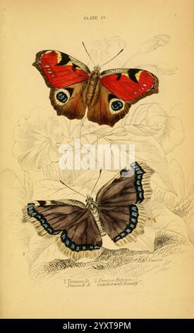 Die Naturgeschichte der britischen Schmetterlinge, Dublin, S. Highley, 1840., Eine detaillierte botanische Illustration, die zwei unterschiedliche Schmetterlingsarten zeigt. Der obere Schmetterling, genannt Vanessa io, allgemein bekannt als der PfauenSchmetterling, zeigt leuchtende orange und rötliche Flügel, die mit auffälligen blauen und schwarzen Augenflecken verziert sind. Unterhalb der Vanessa Antiopa, bekannt als Trauermantel Schmetterling, hat tiefbraune Flügel mit blauen Rändern und einer dezenten rötlichen Grenze. Um die Schmetterlinge herum sind zarte botanische Elemente, die der Darstellung dieser exquisiten Elemente einen organischen Kontext verleihen Stockfoto