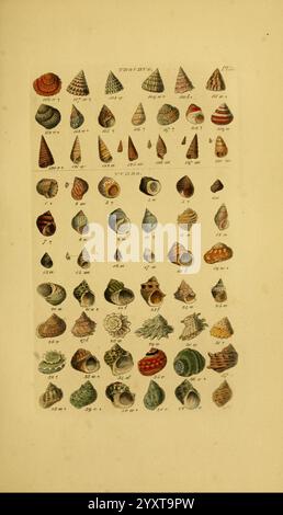 Index Testaceologicus London Willis and Sotheran 1856 Muschelschalen zeigt die Abbildung eine vielfältige Sammlung von Muscheln, die in organisierter Weise angeordnet sind. Es zeigt verschiedene Arten, die jeweils einzigartig geformt und gemustert sind und die komplizierten Details ihrer Texturen und Farben hervorheben. Die Schalen sind methodisch nummeriert, wobei jedes einzelne einzelne einzelne einzigartige Merkmale wie Spiralen, Grate und glatte Oberflächen aufweist. Einige Schalen zeigen lebhafte Muster, während andere eher stumme Töne aufweisen. Diese Zusammenstellung dient als eine schöne Darstellung der Meereslebewesen und der darin enthaltenen Artenvielfalt Stockfoto