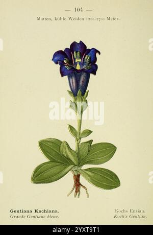 Alpen-Flora, Heidelberg, C. Winter, 1906, Alps, Bergpflanzen, Bildwerke, diese Illustration zeigt die Gentiana kochiana, allgemein bekannt als Koch's Gentian oder Grande Gentiane bleue. Die markante Blume ist mit tiefblauen Blüten dargestellt, die einen kräftigen, lebendigen Farbton aufweisen, der von zarten, detailverliebten Fransen an den Rändern unterstrichen wird. Die Blüte steht hoch auf einem schmalen grünen Stiel, umgeben von üppigen, breiten Blättern, die eine üppige Kulisse für die Blüte bilden. Das Bild enthält auch Anmerkungen in elegantem Text, die den wissenschaftlichen Namen und den Lebensraum der Pflanze anführen und deren natura veranschaulichen Stockfoto