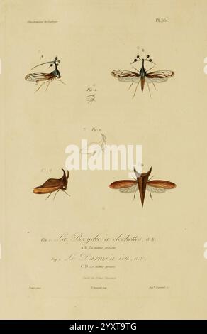 Illustrations de zoologie Paris A. Bertrand 1832-35? Bildwerke Zoologie René Primevère Lektion, die Illustration zeigt eine Vielzahl von Insektenarten, die wahrscheinlich verschiedene Ansichten und Details, die für entomologische Studien relevant sind. Jedes Insekt wird akribisch gerendert und hebt einzigartige anatomische Merkmale wie Antennen, Flügel und Körperform hervor. Auf den Etiketten sind bestimmte Teile oder Varianten der abgebildeten Exemplare angegeben, was zu einer umfassenden wissenschaftlichen Analyse beiträgt. Die Einbeziehung mehrerer Winkel und Entwicklungsstufen bietet wertvolle Einblicke in die Morphologie und Klassifizierung Stockfoto