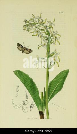 Britisch, Entomologie, London, gedruckt für den Autor 1823-1840 [d. h. 1840], Botanik, Großbritannien, Insekten, Bildwerke, die Komposition zeigt eine zarte Orchidee mit langen, schlanken grünen Blättern und kleinen, weißen Blüten, die dezente Gelbstiche aufweisen. Über der Orchidee schwebt ein Schmetterling mit aufwändig gemusterten Flügeln, der ein Gefühl der Harmonie zwischen Flora und Fauna schafft. Unterhalb des Hauptthemas heben komplizierte Skizzen einer raupe und andere Details den Lebenszyklus des Schmetterlings hervor und unterstreichen das Gesamtthema der Verflechtungen der Natur. Stockfoto