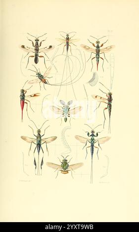 Thesaurus Entomologicus Oxoniensis Oxford auf der Clarendon Press 1874 Insektenidentifikation Arthropoda Entomologie Klassifizierung Arthropoden zeigt diese Illustration eine Sammlung detaillierter Insekten, die verschiedene Arten von Wespen und ihre anatomischen Merkmale zeigen. Jedes Insekt wird akribisch gerendert und hebt seine charakteristischen Eigenschaften wie Färbung, Flügelstruktur und Körperform hervor. Um diese Insekten herum befinden sich wissenschaftliche Diagramme und Umrisse, die das Verständnis ihrer Morphologie verbessern. Dieses Kunstwerk dient sowohl als Lehrmittel als auch als Testament Stockfoto