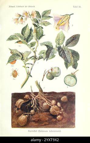 Lehrbuch der Botanik, Leipzig, Quelle & Meyer, 1911. Botanik, taxonomy:class= Magnoliopsida, taxonomy:family= Solanaceae, taxonomy:Kingdom= Plantae, Solanum, Solanales, Solanum tuberosum, Potato, Taxonomy:phylum= Tracheophyta, Kartoffel, Brambor Papa, patata, компир, poñü, ジャガイモ, psiankaziemniak, картофель, krompir, 马铃薯, 土豆, Post, diese Abbildung zeigt eine detaillierte botanische Untersuchung der Kartoffelpflanze, wissenschaftlich bekannt als Solanum tuberosum. Die Komposition umfasst verschiedene Bestandteile der Pflanze: Oben sind zarte Blüten und Laub dargestellt, zusammen mit einem Bild eines Käfers, das ich Stockfoto