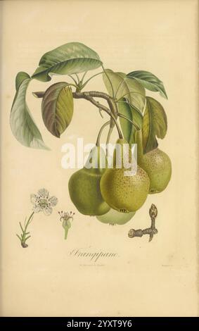 Pomologie francaise, Paris, Langlois et Leclercq, 1846. Arbres fruitiers Field Guides France Fruit Trees Fruit Culture Fruit Identification Plants, Eine wunderschön detaillierte botanische Illustration mit einem Ast des Avocadobaums, geschmückt mit Reifen, grünen Avocados, die zwischen üppigen Blättern hängen. Unter der Frucht sind zarte weiße Blüten und ein kleiner Zweig abgebildet, der die komplexen Teile der Pflanze zeigt. Die Gesamtkomposition betont die natürliche Schönheit und die organischen Formen der Avocado und verbindet den Charme der Gartenkunst mit wissenschaftlicher Genauigkeit. Stockfoto