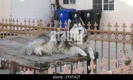 Los Angeles, Kalifornien, USA 16. Dezember 2024 Alaska Husky entspannte sich am 16. Dezember 2024 in Los Angeles, Kalifornien, USA. Foto: Barry King/Alamy Stock Photo Stockfoto