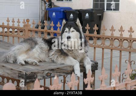 Los Angeles, Kalifornien, USA 16. Dezember 2024 Alaska Husky entspannte sich am 16. Dezember 2024 in Los Angeles, Kalifornien, USA. Foto: Barry King/Alamy Stock Photo Stockfoto