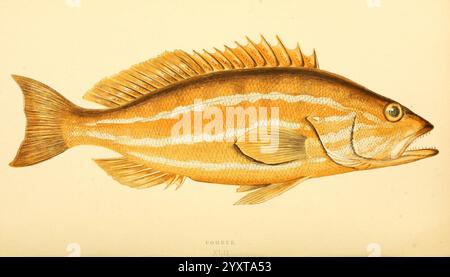 Eine Geschichte der Fische der Britischen Inseln 1862-65 Großbritannien, Fische, Serranus Cabrilla, die Abbildung zeigt eine detaillierte Darstellung eines Fisches, erkennbar an seinem langgestreckten Körper und der markanten Rückenflosse. Der Fisch ist mit markanten seitlichen Streifen verziert, die sich entlang der Flanken erstrecken und seine optische Attraktivität verstärken. Seine Augen sind groß und ausdrucksstark und tragen zum dynamischen Gesamtbild der Kreatur bei. Die komplizierten Schattierungen und Farben heben die Schuppen des Fischs hervor, während die zarte Darstellung der Flossen sowohl Textur als auch Bewegung zum Ausdruck bringt. Diese Darstellung unterstreicht die BU Stockfoto