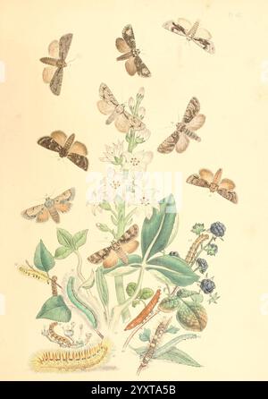 Die Briten und ihre Veränderungen. London, 1843-45. Großbritannien, eine komplizierte Illustration mit einer Vielzahl von Falter und Raupen, die mit der lokalen Flora assoziiert sind. Die Szene zeigt mehrere Arten von Falter in verschiedenen Richtungen über einer blühenden Pflanze mit zarten Blüten. Unten sind mehrere Raupen dargestellt, einige in einem leuchtend grünen Farbton, zusammen mit Blättern und Knospen von verschiedenen Pflanzen, die die Beziehung zwischen diesen Insekten und ihrem natürlichen Lebensraum betonen. Dieses Kunstwerk hebt die Vielfalt der Mottenarten und Raupen sowie ihre Interaktionen auf wunderbare Weise hervor Stockfoto