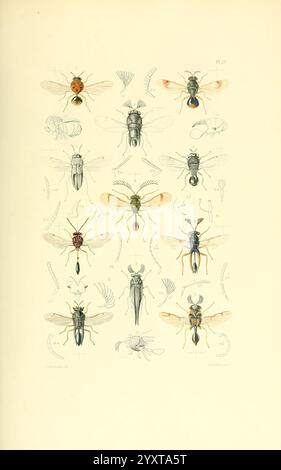 Thesaurus entomologicus Oxoniensis Oxford auf der Clarendon Presse 1874 Insekten Identifikation Arthropoda Entomology Classification Arthropod, Ein detailliertes Arrangement, das eine Vielzahl von Insektenarten zeigt, vor allem Fliegen und Wespen, illustriert mit komplizierten Linienarbeiten und subtiler Färbung. Das Display bietet mehrere Ansichten jedes Insekts und hebt die spezifischen anatomischen Merkmale wie Flügel, Antennen und Körperstruktur hervor. Die Arten sind nummeriert, was auf eine systematische Untersuchung oder Klassifizierung hindeutet, und umfassen verschiedene Formen aus verschiedenen Blickwinkeln, die die Artenvielfalt betonen Stockfoto