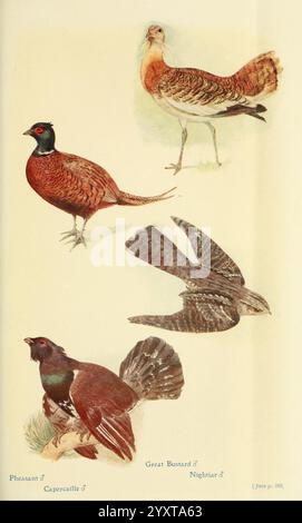 Britische Vögel in ihren Haunen. London, Dutton[1922]. Vögel aus Großbritannien Tetrao urogallus Phasianus colchicus gemeinsamer Fasan Otis tarda Caprimulgus europaeus Eurasische Nachtkanne große Trappe Auerhahn, die Abbildung zeigt eine Sammlung von vier verschiedenen Vogelarten. Oben links zeigt ein Fasan sein lebhaftes Gefieder. Daneben steht stolz ein Auerhühner mit seinen markanten Merkmalen. Unten ist die große Trappe in einer ausgeglichenen Haltung dargestellt, was ihre beeindruckende Größe und Form veranschaulicht. Schließlich wird das Nachtglas mit ausgebreiteten Flügeln dargestellt, was seine hervorhebt Stockfoto