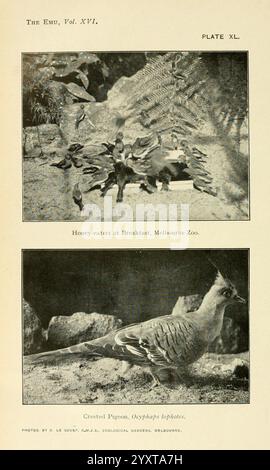 The, Emu, Melbourne, Royal, Australasien, Ornithologen, Union, 1901, Australasien, Vögel, Ornithologie, Zeitschriften, die Illustration zeigt zwei verschiedene Szenen. Der obere Abschnitt zeigt eine lebhafte Versammlung von Honigfressern, eine Gruppe von Vögeln, die für ihre lebhafte Aktivität bekannt sind, während sie im Melbourne Zoo frühstücken. Üppige Farne verleihen der Umgebung einen Hauch von Grün und schaffen eine lebendige Atmosphäre aus Natur und Tierwelt. Stockfoto