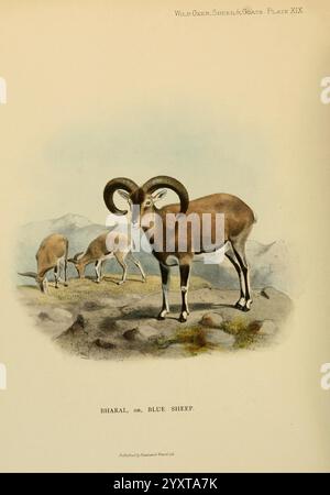 Wilde Ochsen, Schafe, Ziegen aller Länder, lebend und ausgestorben, London, R. Ward, 1898, Ziegen, Moschusochsen, Bergschafe, Pseudois Nayaur, Wild- und Wildvögel, Eine Darstellung des Bharal, auch bekannt als das Blaue Schaf, zeigt seine unverwechselbaren physischen Eigenschaften. Die markante Figur im Vordergrund zeigt eindrucksvolle, geschwungene Hörner und eine robuste Karosserie vor einer rauen Bergkulisse. Zwei weitere Bharale werden in der Ferne weiden gesehen, was ihren natürlichen Lebensraum hervorhebt. Die Färbung des Fells ergänzt das felsige Gelände und fügt sich nahtlos in die Umgebung ein. Dies ist ein Hinweis Stockfoto