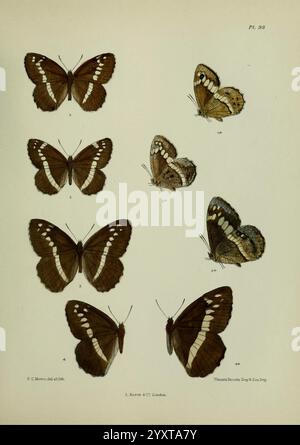 Lepidoptera, Indica, London, 1890-1913, Indien, Lepidoptera, Frederic C Moore, Eine Sammlung verschiedener Schmetterlingsexemplare, die systematisch angeordnet sind. Jeder Schmetterling wird mit gespreizten Flügeln dargestellt und zeigt komplizierte Muster und Markierungen. Die Exemplare sind als Referenz nummeriert, wodurch die Besonderheiten der einzelnen Arten hervorgehoben werden. Das Arrangement schlägt eine Studie der Entomologie vor, die die Schönheit und Vielfalt der Schmetterlinge betont. Die Illustrationen zeigen eine Reihe von Farben und Texturen, wobei das Design der Flügel detailliert berücksichtigt wird, was zur wissenschaftlichen Klassifizierung und Wertschätzung beiträgt Stockfoto