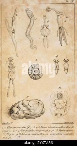 Le règne Animal distribué d'après son Organisation, A Paris, Chez Déterville, 1817, Anatomie, Tiere, Klassifizierung, Naturgeschichte, Zoologie, diese Illustration zeigt eine Reihe detaillierter anatomischer Studien, die verschiedene Exemplare zeigen. Jeder nummerierte Abschnitt hebt eindeutige Strukturen hervor Stockfoto