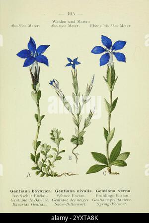 Alpen-Flora, Heidelberg, C. Winter, 1906, alps, Bergpflanzen, Bildwerke, die Illustration zeigt drei verschiedene Arten von Gentiana, bekannt für ihre auffälligen blauen Blüten. - **A** zeigt Gentiana bavarica, allgemein bekannt als der bayerische Enzian, gekennzeichnet durch seine breiten, aufrechten Blätter und leuchtend blauen Blüten. - **B** zeigt Gentiana nivalis, auch als Schneebetterwurzel bekannt, die eine empfindlichere Struktur mit schlanken Stängeln und kleineren Blüten aufweist, die häufig in alpinen Regionen vorkommen. - **C** präsentiert Gentiana Verna, oder Spring Gentian, leicht an ihrer Sternform zu erkennen Stockfoto