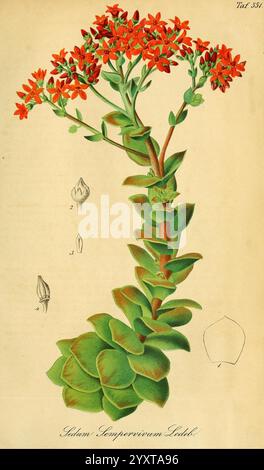 Gartenflora, Erlangen, F. Enke, 1852-1940, Botanik, Gartenbau, Deutschland, Zeitschriften, Zierpflanzen, Pflanzen, Blume, Eine wunderschöne Illustration, die eine saftige Pflanze mit leuchtenden roten Blüten auf einem hohen Stiel zeigt. Die Zusammensetzung weist dicke, fleischige Blätter an der Basis auf, die durch eine Rosette gekennzeichnet sind, die üppig und hervorstehend ist. Die Blüten sind zart und sternförmig und heben sich vom grünen Laub ab. Detaillierte Skizzen der Knospen der Pflanze und ein Profil eines der Blätter betonen ihre botanischen Attribute. Die Gesamtpräsentation betont die einzigartige Form und die lebendige Farbe Stockfoto