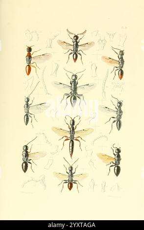 Thesaurus Entomologicus Oxoniensis, Oxford, bei der Clarendon Press, 1874, Insekten, Identifizierung, Arthropoda, Entomologie, Klassifizierung, Arthropoden, eine komplizierte Anordnung verschiedener Ameisenarten, die ihre unterschiedlichen Morphologien und anatomischen Merkmale zeigt. Die zentralen Figuren stellen verschiedene Arten von Ameisen dar, die jeweils mit detaillierter Betonung ihrer charakteristischen Körperformen, Antennen und Flügelstrukturen dargestellt werden. Diese zentralen Illustrationen umgeben Skizzen und Beschriftungen, die Einblicke in bestimmte anatomische Teile bieten und so das Verständnis der Ameisenbiologie verbessern Stockfoto