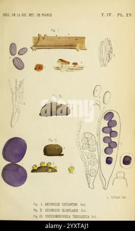 Bulletin de la Société mycologique de France. Epinal, La Société, 1885-1903, Frankreich, Fungi, Zeitschriften, Mykologie. diese Illustration zeigt verschiedene botanische und Pilzproben, die Details verschiedener Gattungen und Arten zeigen. Der erste Abschnitt identifiziert Strukturen, die zur Gattung Ascobolus gehören, mit markierten Abbildungen, die unterschiedliche morphologische Merkmale veranschaulichen. Im zweiten Teil wird die Gattung Pseudomonotropa vorgestellt, einschließlich detaillierter Darstellungen von Sporen und Fortpflanzungsstrukturen. Jedes Element ist akribisch mit entsprechenden Buchstaben und numerischen Bezeichnern versehen, pro Stockfoto