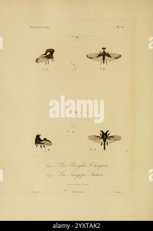 Illustrations, de, zoologie, Paris, A. Bertrand, 1832-35?, Bild, Werke, Zoologie, René Primevère Lektion, die Abbildung zeigt eine Reihe detaillierter Darstellungen verschiedener Insektenarten. Oben zeigen mehrere Figuren mit den Bezeichnungen A, B und C verschiedene Arten von Fliegen, die jeweils präzise dargestellt sind, um besondere Merkmale wie Körperstruktur und Flügeleigenschaften hervorzuheben. Der Titel „La Borticole Conquise“ (La Borticole Conquise) schließt sich den Darstellungen an, die ein Thema der Entomologie oder eine spezifische Untersuchung dieser Insekten andeuten. Die Gesamtkomposition betont die Feinheiten von Insekten und Stockfoto