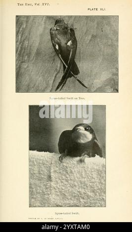 Die Emu, Melbourne, Royal Australasian Ornithologists Union, 1901, Australasien, Vögel, Ornithologie, das Bild zeigt zwei unterschiedliche Illustrationen der Wirbelsäulenschwanzschlinge. Die Abbildung oben zeigt den Vogel, der auf einem Baum thront, und zeigt seinen schlanken Körper und seine unverwechselbaren Schwanzfedern. Die untere Abbildung zeigt eine Nahansicht des Vogels und betont seine eleganten Merkmale und seinen neugierigen Ausdruck. Beide Abbildungen zeigen die einzigartigen Eigenschaften des Vogels und tragen zum Verständnis dieser Art in ihrem natürlichen Lebensraum bei. Stockfoto