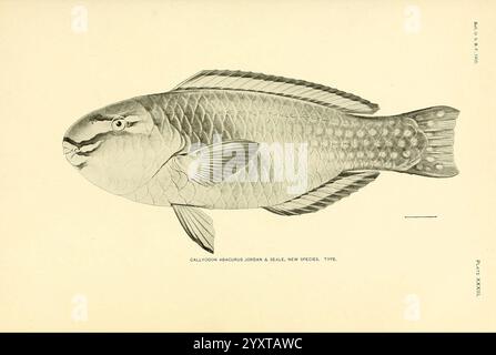 Die Fische von Samoa Washington Regierung drucken 1906 Fische Ozeanien Samoan Islands Callyodon fasciatus, diese Abbildung zeigt eine detaillierte Darstellung des Calliodon maculatus, einer neu identifizierten Fischart. Der Fisch zeichnet sich durch einen glatten Körper und markant gemusterte Skalen aus, die seine einzigartigen anatomischen Merkmale betonen. Die Rippen sind aufwändig gezeichnet und zeigen ihre Struktur und Platzierung. Das Bild wird mit Anmerkungen versehen, die den wissenschaftlichen Namen und die Bezeichnung als neue Art enthalten und die Bedeutung der biologischen Vielfalt der Meere widerspiegeln. Die Gesamtkünstlichkeit hebt beide hervor Stockfoto