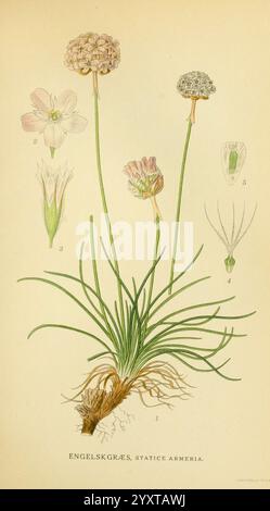 Billeder af Nordens Flora, v.1 København G.E.C. Gad's Forlag 1917-1927 Pflanzen Finnland Skandinavien The New York Botanical Garden Pictorial Works Armeria maritima, diese Illustration zeigt die Pflanze, die als Statice Armeria bekannt ist, auch bekannt als Seelavendel oder Marsch Rosmarin. Im Mittelpunkt steht die blühende Pflanze mit langen grünen Stielen, die aus einem Büschel dünner Blätter ragen. Die zarten, runden Gruppen kleiner, blassvioletter Blüten sind auf jedem Stiel zu sehen. Die Hauptpflanze wird von detaillierten botanischen Zeichnungen begleitet, die verschiedene Teile hervorheben: Eine Nahaufnahme einer Blume, eine Darstellung Stockfoto