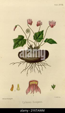 The Flora homoeopathica, London, Leath & Ross, 1852-1853, Botanik, Homöopathie, Bildwerke, Cyclamen purpurascens, Botanik, Medizin, materia medica, Gemüse, Materia medica und Therapeutics, Eine botanische Illustration, die das Cyclamen europaeum zeigt, in dem die Pflanze mit ihrer charakteristischen abgerundeten Wurzel und ihren verzierten Blättern dargestellt ist. Über der Wurzel tauchen mehrere zarte rosa Blüten auf, deren Blütenblätter sich an den Spitzen kräuseln. Neben der Hauptabbildung werden unten detaillierte Zeichnungen der Fortpflanzungsteile der Blume präsentiert, die die Struktur des Tieres hervorheben Stockfoto