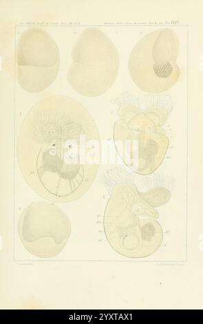 Æolididae e famiglie affini del porto di Genova Bologna Tipi Gamberini e Parmeggiani 1877-1881 Italien Genua Mollusks Olividae zeigt verschiedene Stadien der Embryonalentwicklung mit akribischer anatomischer Darstellung früherer Organismen. Jeder Abschnitt ist mit präzisen Beschriftungen versehen, die unterschiedliche Strukturen, einschließlich der Organbildung und Entwicklungsmerkmale, anzeigen. Die detaillierten Abbildungen verdeutlichen die Feinheiten des Wachstums und geben Einblicke in die biologischen Prozesse, die im Spiel sind. Diese wissenschaftliche Darstellung dient als historische Referenz in der Studie o Stockfoto