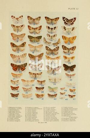 Insecte, Life, London, A. & C. Black, Ltd, 1921, Arthropoda, Entomologie, Laborhandbücher, Arthropod, Eine Sammlung verschiedener Schmetterlingsarten, die in einem Gitterformat angeordnet sind und insgesamt 48 verschiedene Exemplare enthält. Jeder Schmetterling wird mit seinen Flügeln ausgebreitet und zeigt einzigartige Muster und Farben. Die Schmetterlinge sind zur Identifizierung nummeriert, und eine entsprechende Liste enthält ihre wissenschaftlichen Namen. Dieses Bild dient als pädagogische Referenz für die Entomologie und veranschaulicht die Vielfalt und Schönheit der Schmetterlinge. Stockfoto