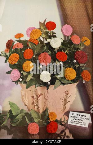 Dreer's Garden Book, Philadelphia, Henry A. Dreer, Flowers, Philadelphia, Pennsylvania, Saatgut, Kataloge, Baumschulen, Baumschulen, Gartenbau, Pflanzen, Zierpflanzen, Lilliput Zinnien, Dreer, Henry A. Firm, Pompom zinnias, Garden Stories, in Bloom, Ein lebhaftes Arrangement von farbenfrohen Zinnien, die eine atemberaubende Vielfalt an Farben wie Rot, Rosa, Orange und weiß zeigen. Die Blumen werden elegant in einem kunstvollen Pflanzgefäß mit komplizierten Blumenmustern präsentiert. Jede Blüte ist einzigartig und mit den Buchstaben A bis G zur Kennzeichnung gekennzeichnet, was die besonderen Merkmale dieser Blüte unterstreicht Stockfoto