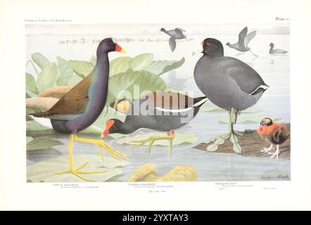 Birds of America v.1, New York, University Society, 1923, Birds, Nordamerika, 59827, Fulica americana, Gallinula galeata, Porphyula martinica, Ionornis martinicus, Gallinula chloropus, die Abbildung zeigt eine Sammlung von Wasservögeln, die sich durch ihr unverwechselbares Aussehen und ihre Lebensräume auszeichnen. Im Mittelpunkt der Szene steht die Purple Gallinule, die hoch steht mit einem leuchtenden Gefieder und einem auffälligen blau-grünen Körper. In der Nähe zeigt die Florida Gallinule mit ihrem schlanken Profil und dem scharfen Schnabel eine dezentere Färbung. Im Hintergrund wird der amerikanische Coot in einer klassischen Pose dargestellt, wobei i zu sehen ist Stockfoto