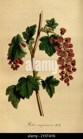 Flore des serres et des jardins de l'Europe. A Gand, chez Louis van Houtte, éditeur, 1845-1880 Ribes sanguineum, die Abbildung zeigt eine detaillierte botanische Studie des Ribés sanguineum, allgemein bekannt als die blühende Johannisbeere. Die Komposition besteht aus einem schlanken, holzigen Stiel mit gezackten, tiefgrünen Blättern, die eine reich strukturierte Oberfläche aufweisen. Kleine, röhrenförmige Blüten kaskadieren anmutig von den Zweigen und zeigen eine lebhafte Auswahl an Rot- bis Rosa-Tönen. Jede Blüte ist komplex strukturiert, mit fünf nach außen gewölbten Blütenblättern, umgeben von zarten grünen Sepalen. Surro Stockfoto