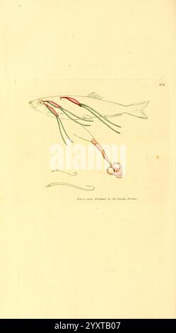 The British Miscellany, London, gedruckt von R. Taylor & Co, verkauft von J. Sowerby, von White, Johnson, Symonds und allen anderen Buchhändlern, 1806, Großbritannien, Bildwerke, Zoologie, James Sowerby, Lerneasprattae, James Sowerby, Großbritannien, Eine detaillierte Abbildung eines Fisches, die seine anatomischen Merkmale und verschiedene farbige Linien zeigt, die Nerven und Blutgefäße darstellen. Der Fisch wird präzise gerendert, begleitet von einer stilisierten Darstellung der verwandten Strukturen, die die Komplexität des Kreislaufsystems und des Nervensystems unterstreicht. Diese Bildungsvertretung zielt darauf ab Stockfoto