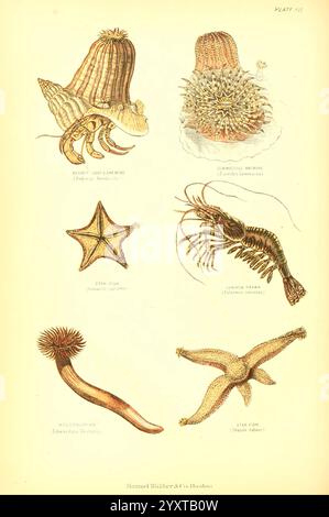 The Living World Boston, Samuel Walker & Co, 1868-1870, 1868, Anthropologie, Bildwerke, Zoologie, Seeanemone, Einsiedlerkrebse, Taxonomie: Superfamilie = Paguroidea, Krebstiere, gemmasische Anemone, Seesterne, Seesterne, Seestern, wirbellose Meerestiere, Taxonomie: Klasse = Asteroidea, Garnelen, Garnelen, Palaemon serratus, Holothurien, Seegurke, Edwardsia vestita, Goniaster equestris, Hippasteria phrygiana, Pachycerianthus solitarius, Pagurus bernhardus, Einsiedlerkrebse, Soldatenkrebse, Bunodes gemmacea, Aulactinia verrucosa, Uraster rubens, Asterias rubens, Eine Sammlung von Meeresbewohnern, die in gezeigt werden Stockfoto